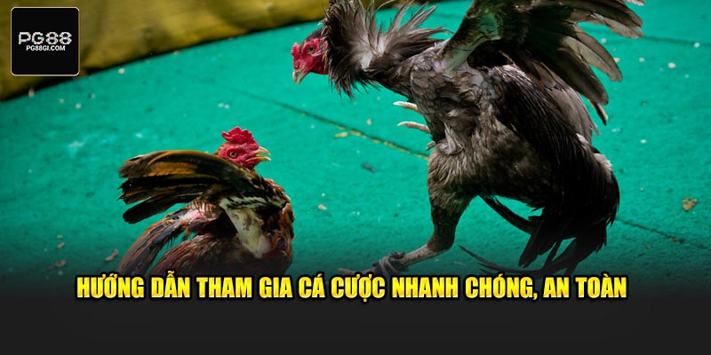 Hướng dẫn tham gia cá cược chiến kê nhanh chóng, an toàn 