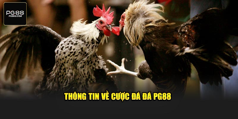 Thông tin về cược đá đá PG88